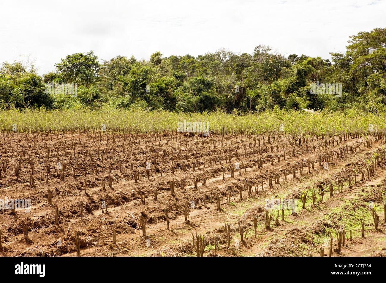 Coca plantation hi-res stock photography and images - Alamy