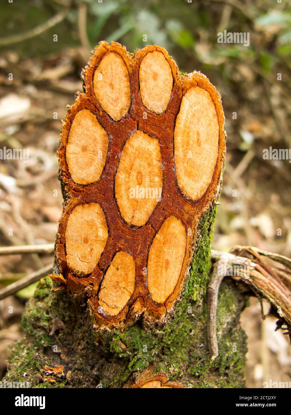 Cutted liana in Brazil Stock Photo