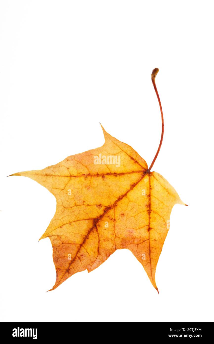 autumn maple leaf isolated on white background Stock Photo - Alamy