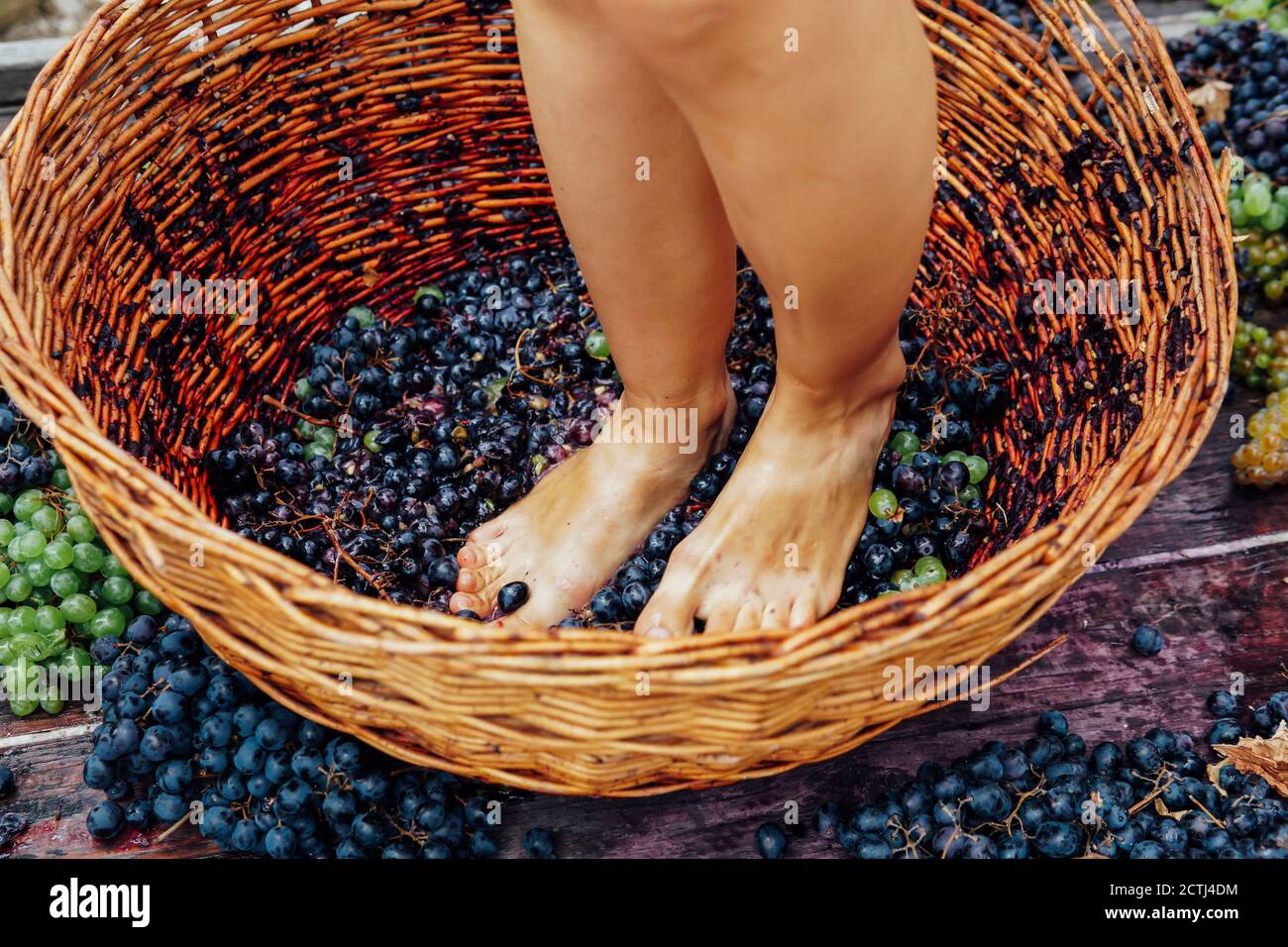 Woman crushes her feet to grapes to produce grape juice and wine Stock