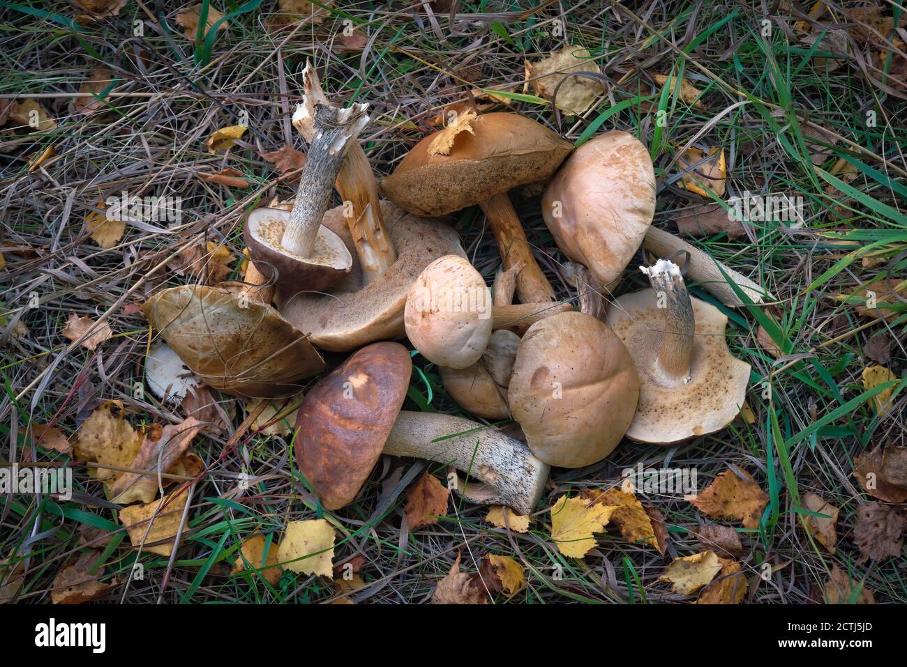 A bunch of freshly picked edible forest mushrooms on a ground covered with fallen leaves. Stock Photo