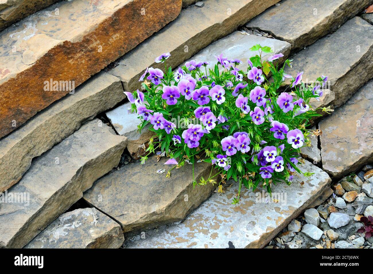 Closeup of colorful pansy flowers in the garden. Scientific name of garden pansies is Viola wittrockiana. Ornamental hybrid plant blooming on stone st Stock Photo