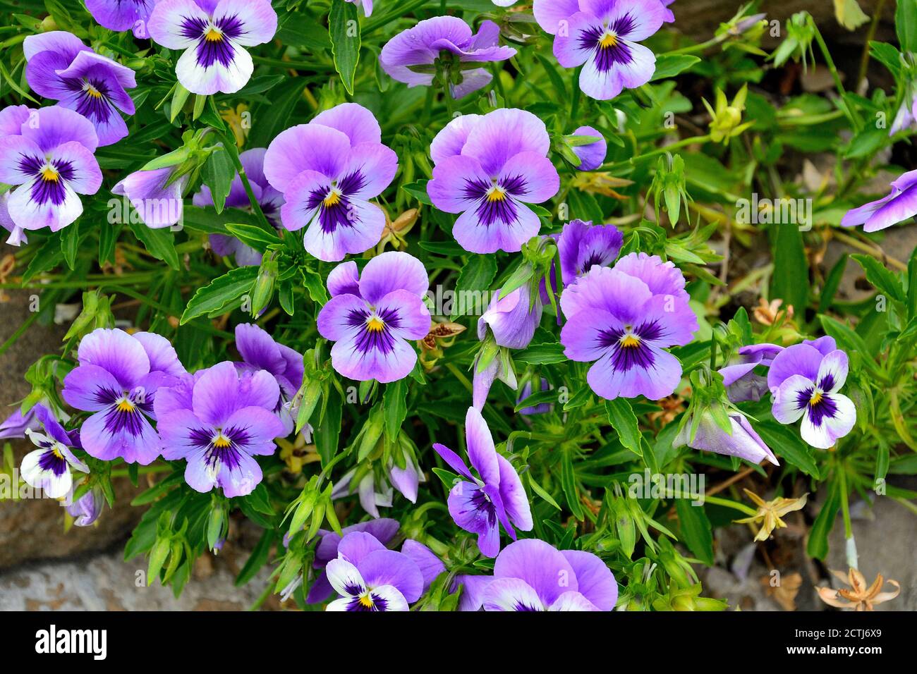 Closeup of colorful pansy flowers in the garden. Scientific name of garden pansies is Viola wittrockiana. Ornamental hybrid plant with violet petals b Stock Photo