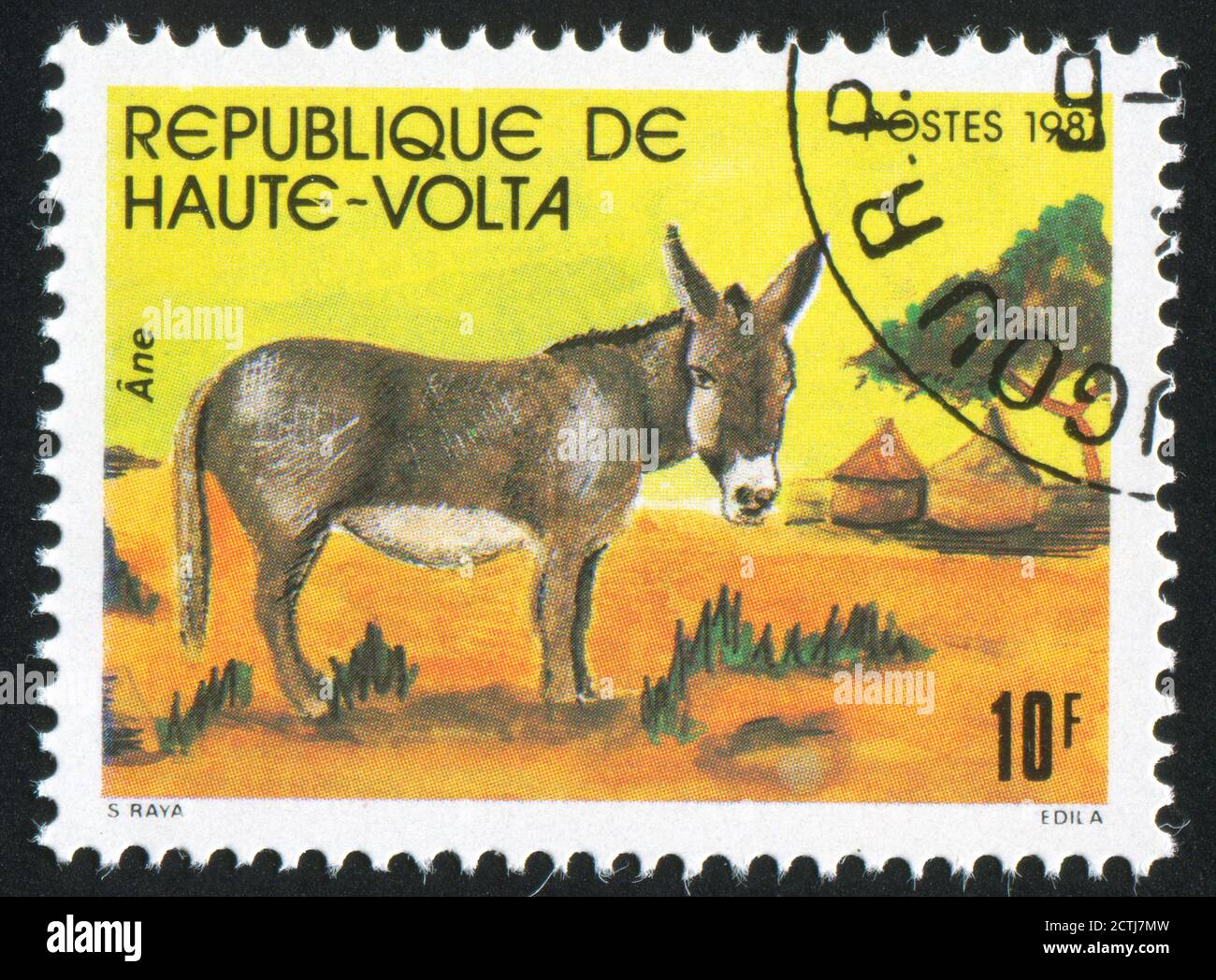 Mexican Donkey show