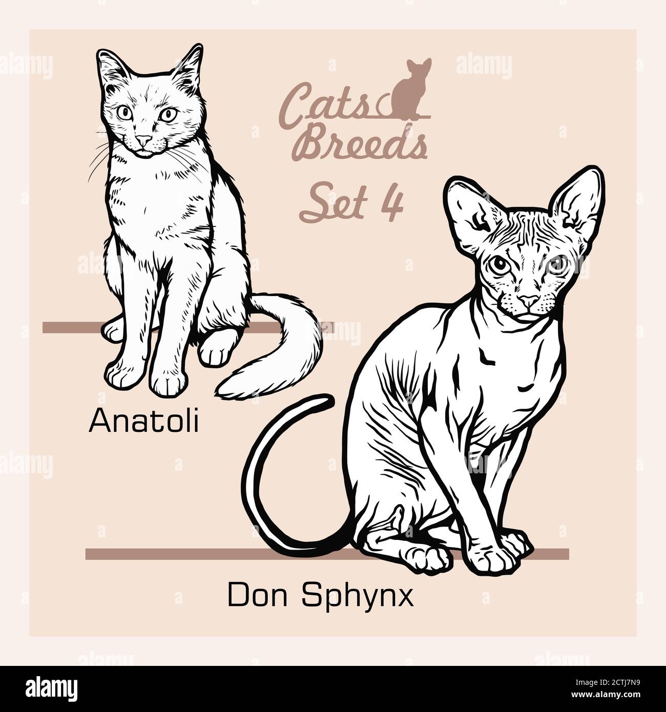 Cat Breeds - Anatoli, Don Sphynx - Cheerful cats isolated on white - vector set Stock Vector