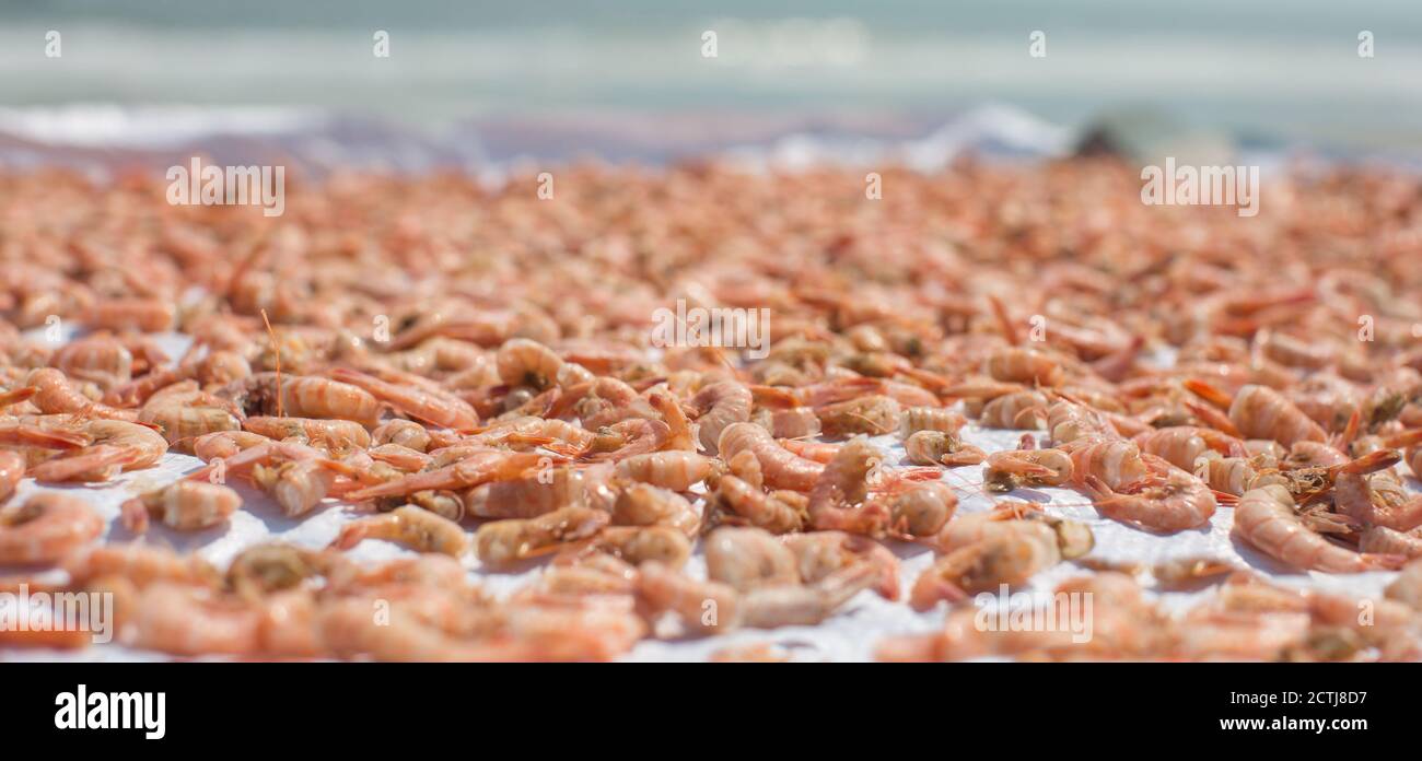 Shrimp drying outside under the sun near the ocean. Stock Photo
