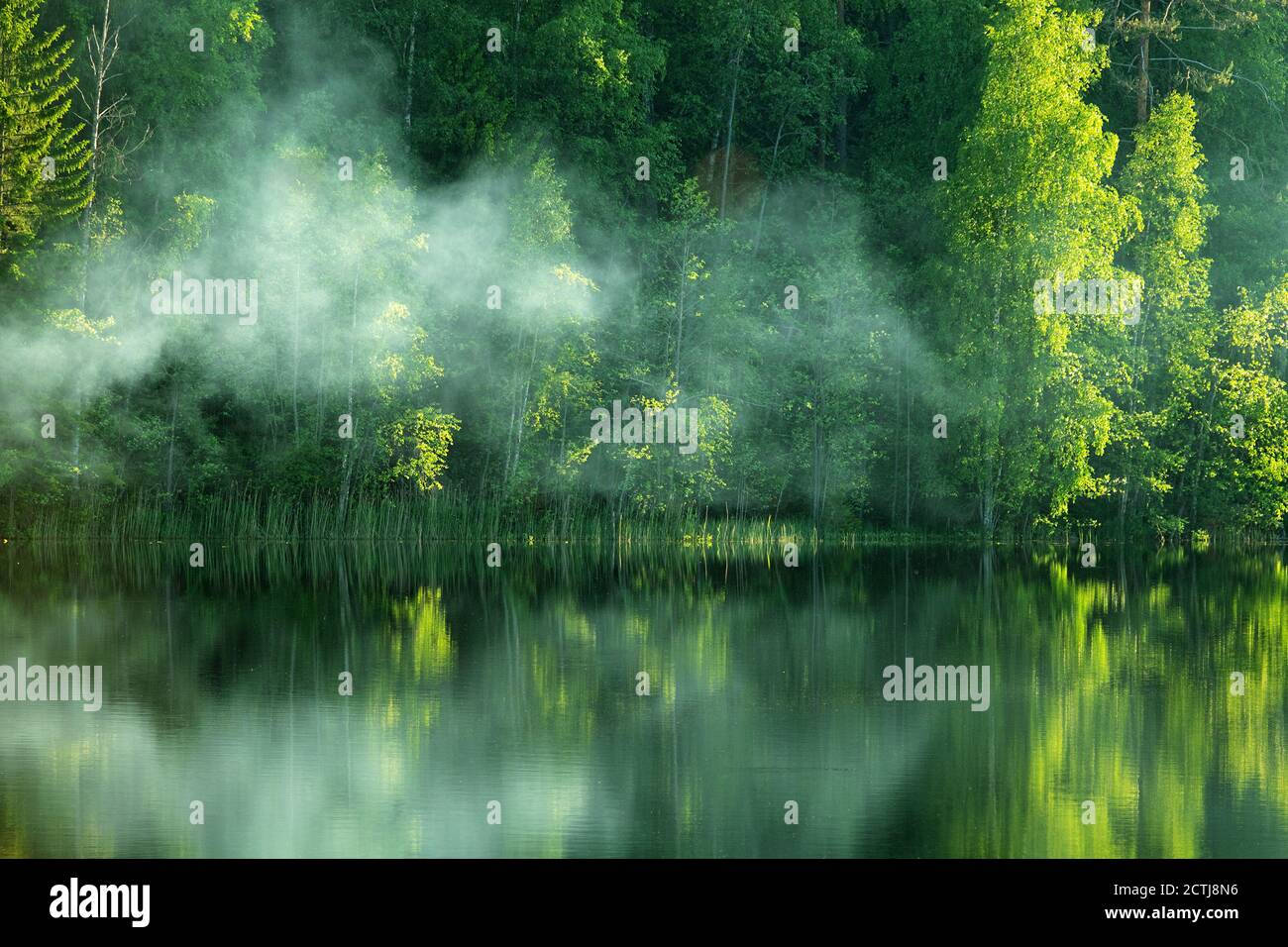 Mist over boreal forest hi-res stock photography and images - Alamy