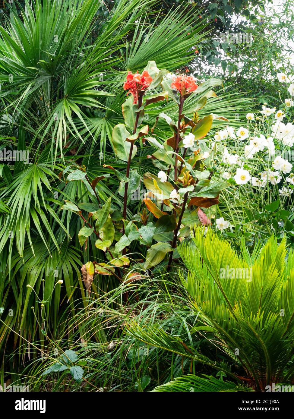 Early autumn colour in a small exotic UK garden with Hedychium greenii,Cycas revoluta and Anemone 'Honorine Jobert' with a Chamaerops humilis fan palm Stock Photo