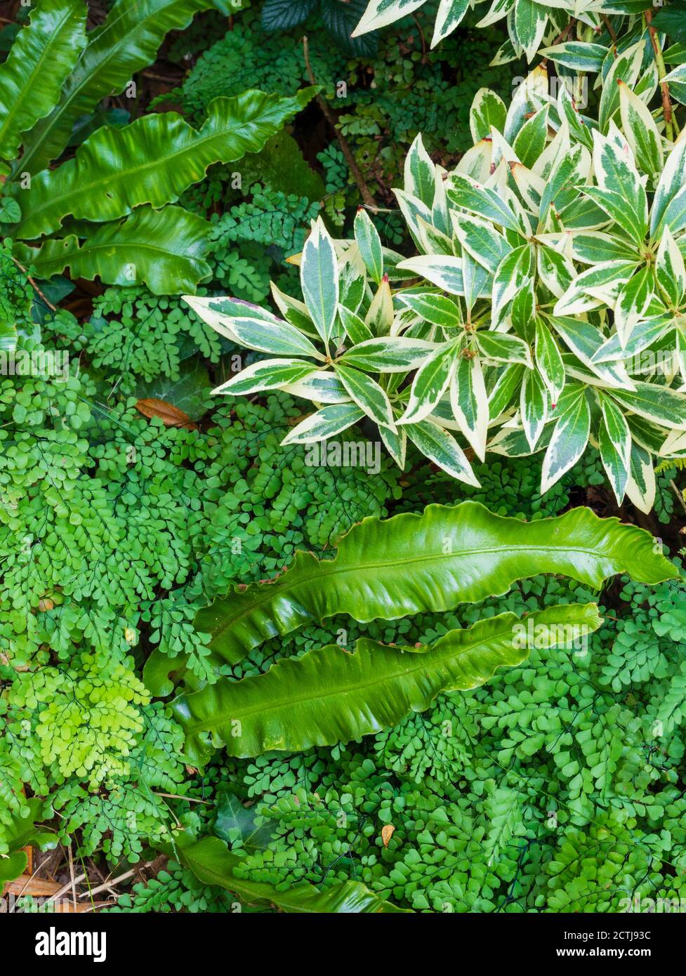 Hardy evergreen shade garden foliage combination with Asplenium scolopendrium and Adiantum venustum growing under variegated Pieris japonica 'Flaming Stock Photo