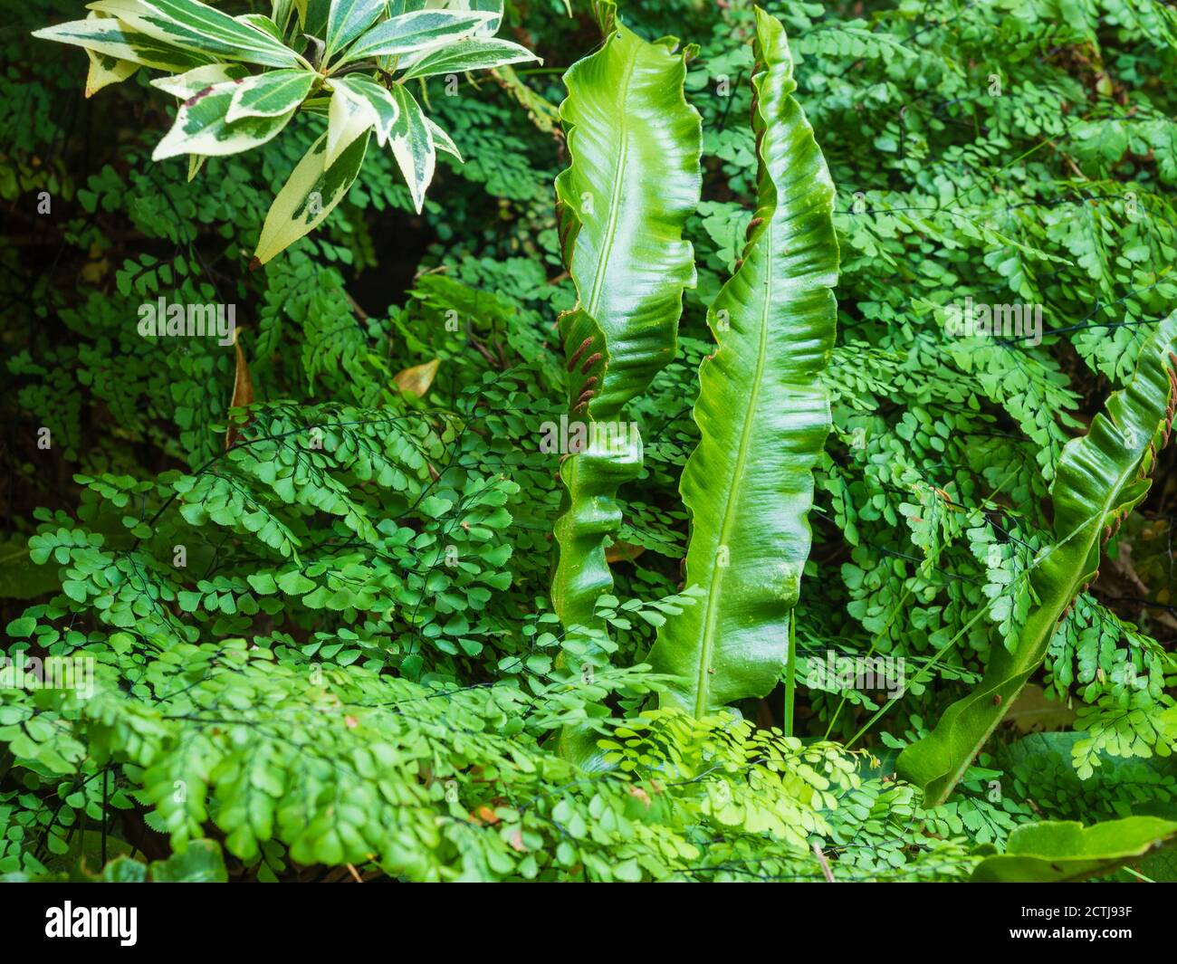Hardy evergreen shade garden foliage combination with Asplenium scolopendrium and Adiantum venustum growing under variegated Pieris japonica 'Flaming Stock Photo