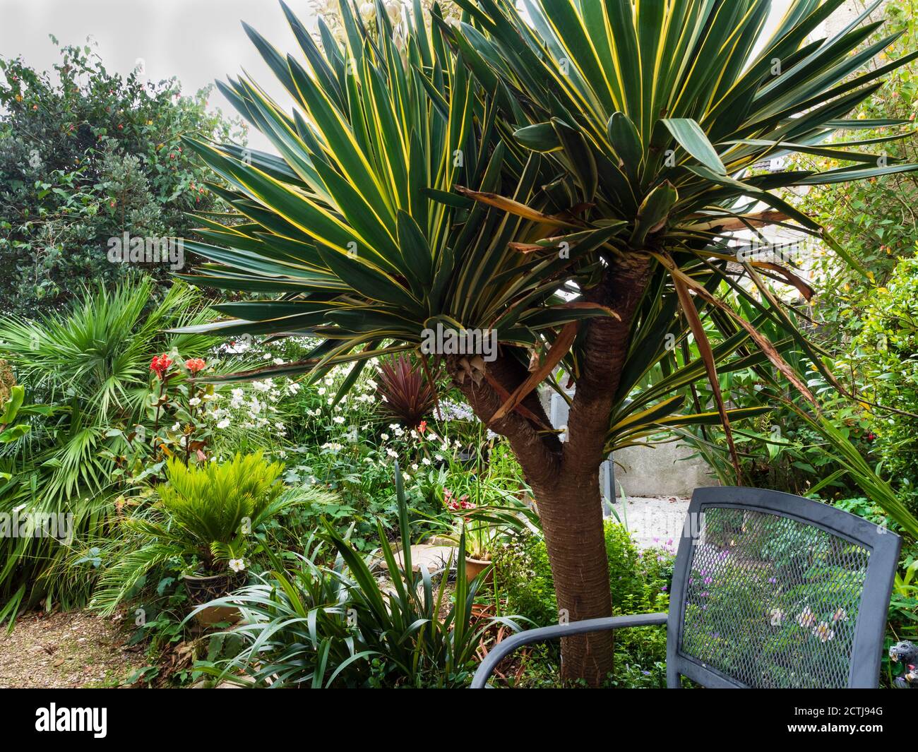 Corner of a small, tropical themed exotic garden in Plymouth, UK, is dominated by a large multi headed Yucca gloriosa 'Variegata' Stock Photo