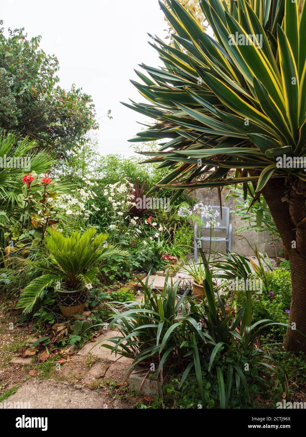 Corner of a small, tropical themed exotic garden in Plymouth, UK, is dominated by a large multi headed Yucca gloriosa 'Variegata' Stock Photo