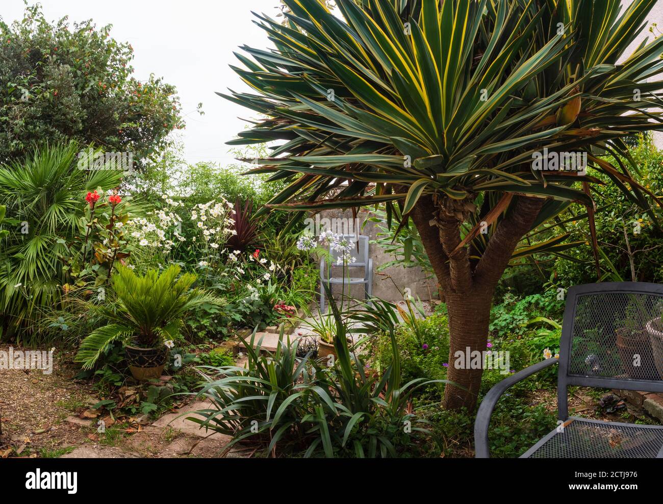 Corner of a small, tropical themed exotic garden in Plymouth, UK, is dominated by a large multi headed Yucca gloriosa 'Variegata' Stock Photo