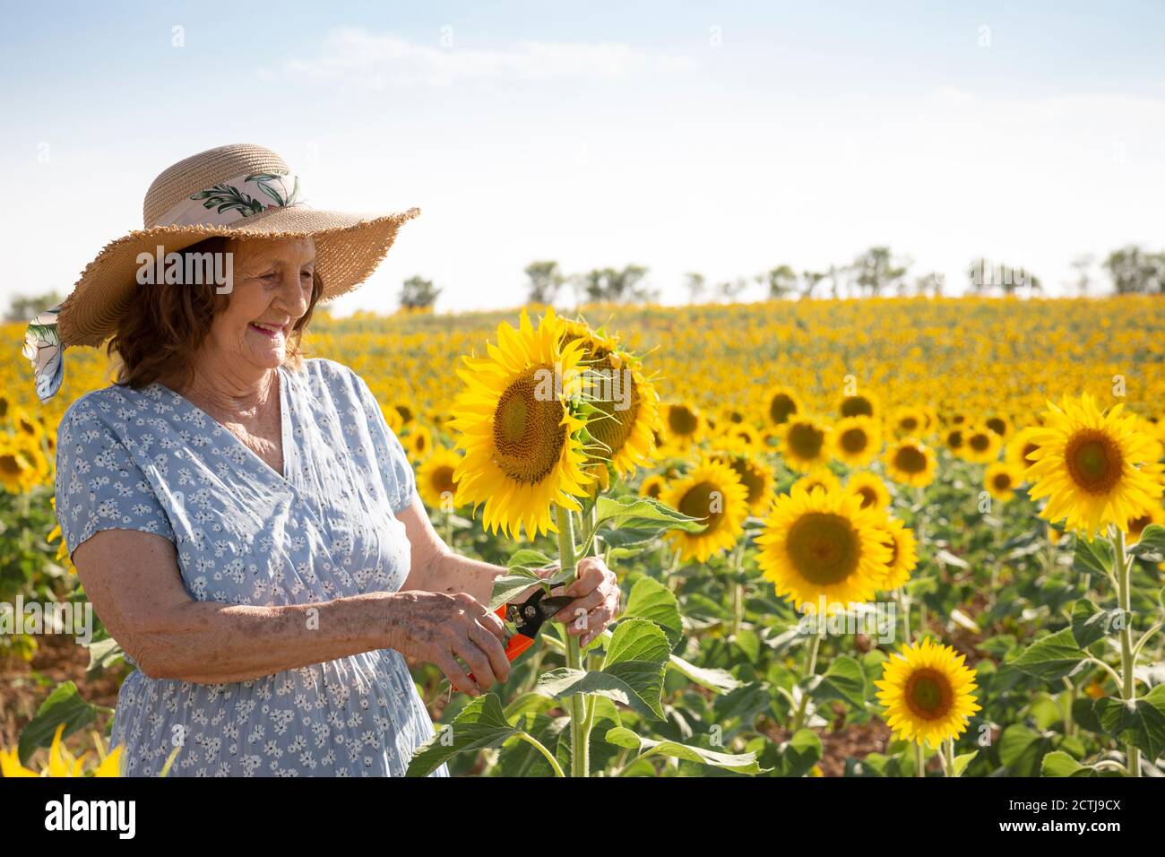 Smiling elderly woman with pruning shears in a sunflower field. Space for text. Stock Photo
