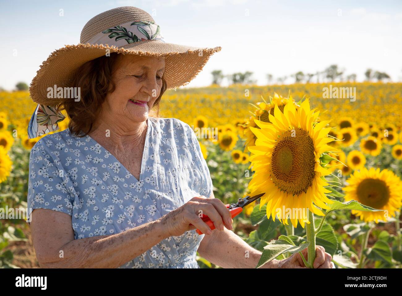 Portrait of an old woman in a sunflower field. Space for text. Stock Photo