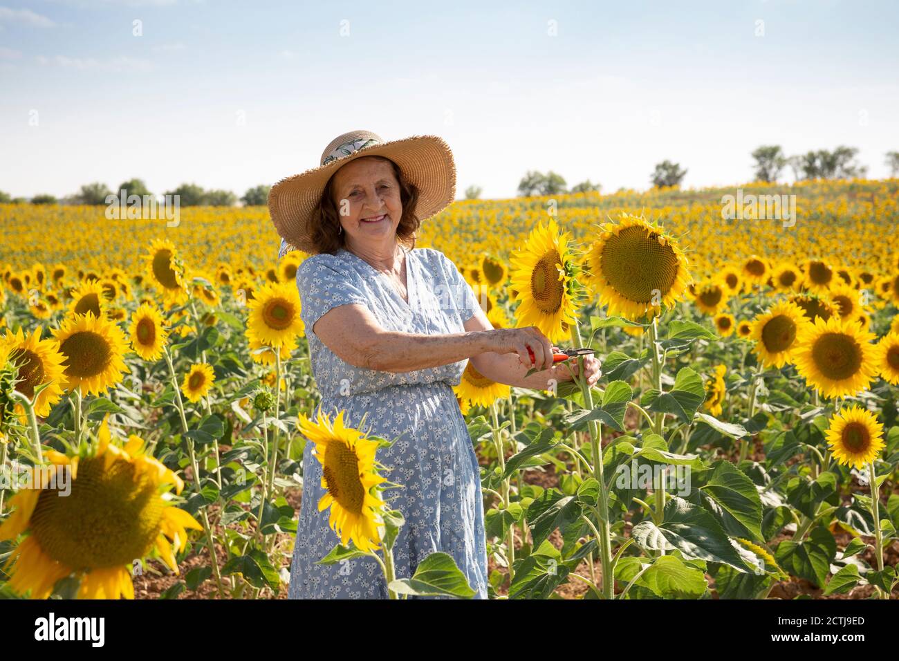 Elderly woman working in sunflower field. Space for text. Stock Photo