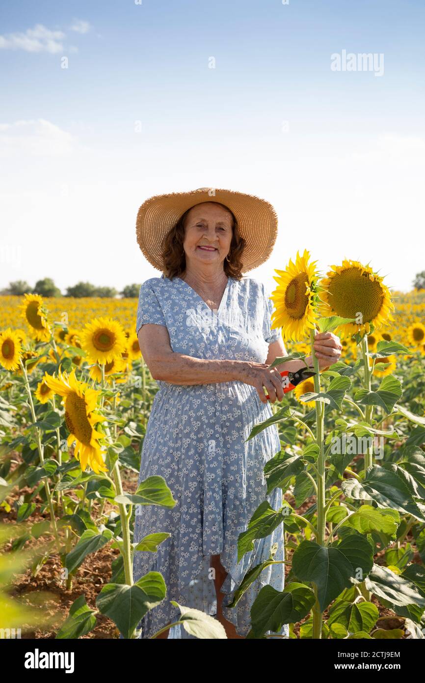 Smiling elderly woman with pruning shears in a sunflower field. Space for text. Stock Photo