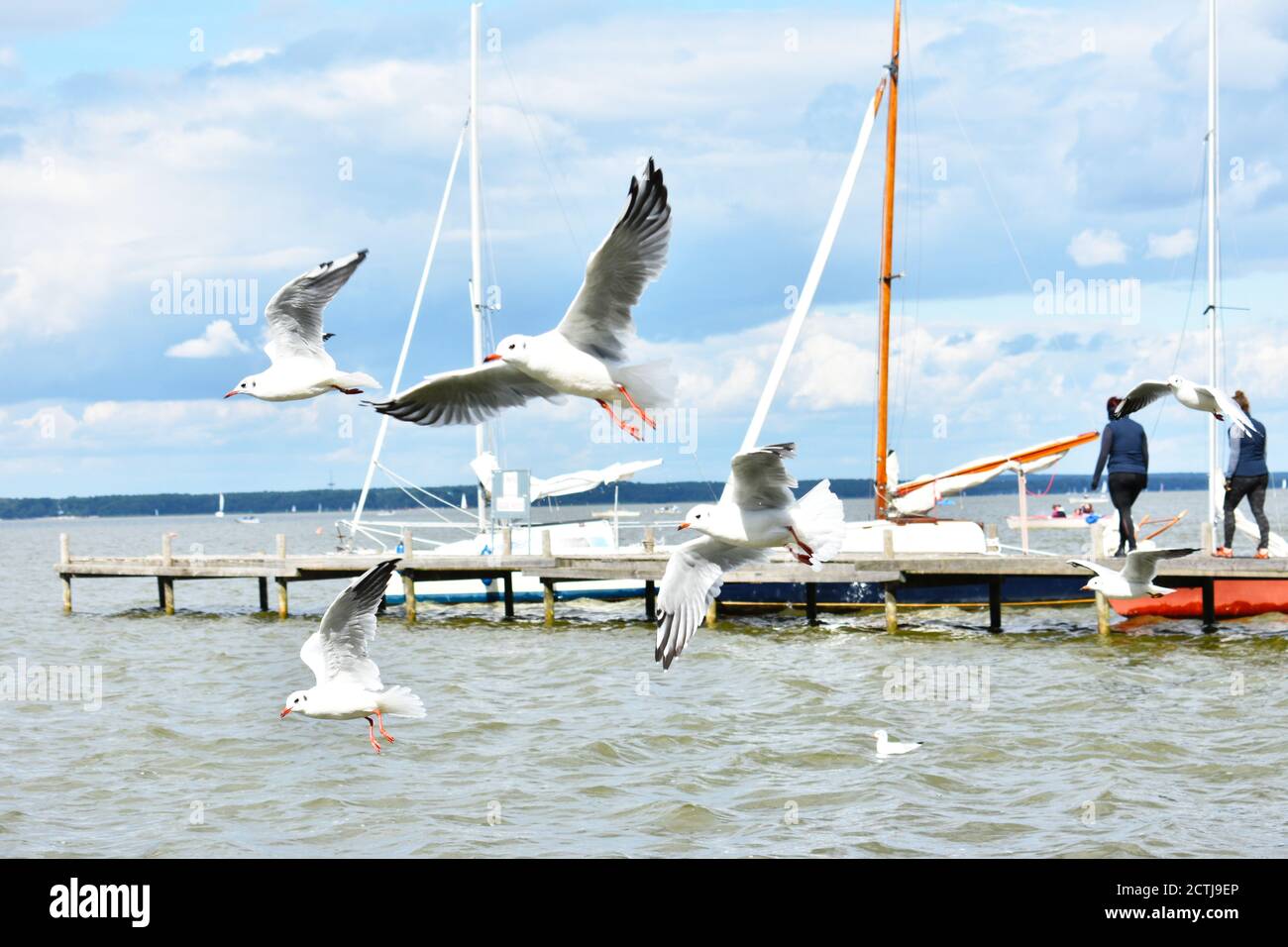 flying white seagulls at the lake side near harbour at Steinhuder Meer Neustadt Lower Saxony Germany Stock Photo