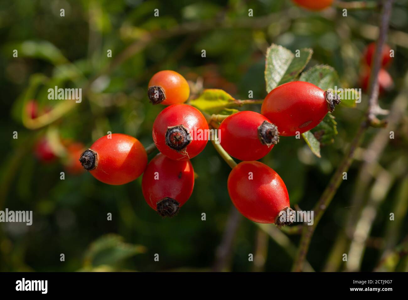 Hagebutte, Fruch hängt an einem Baum in einer WIese Stock Photo