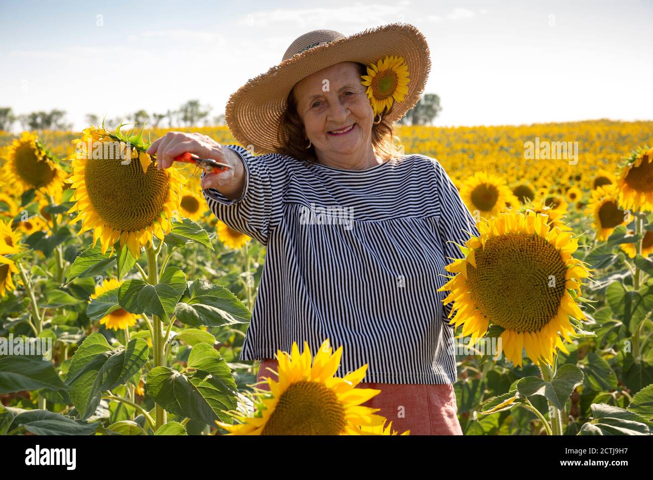 Portrait of a nice old woman with pruning shears in her hand in a field of sunflowers. Stock Photo