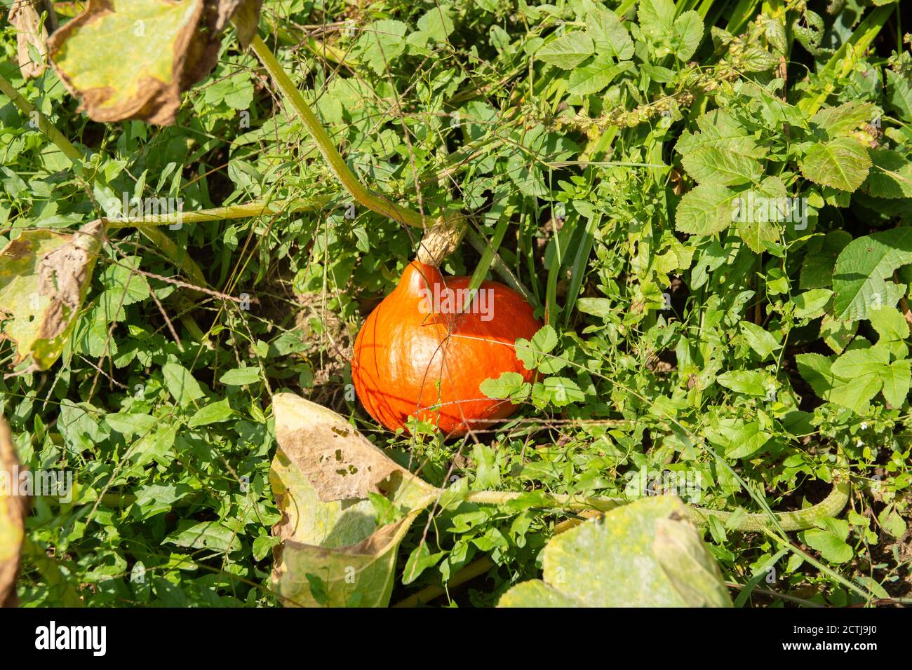 orangener / gelber Kürbis liegt im Gras Stock Photo
