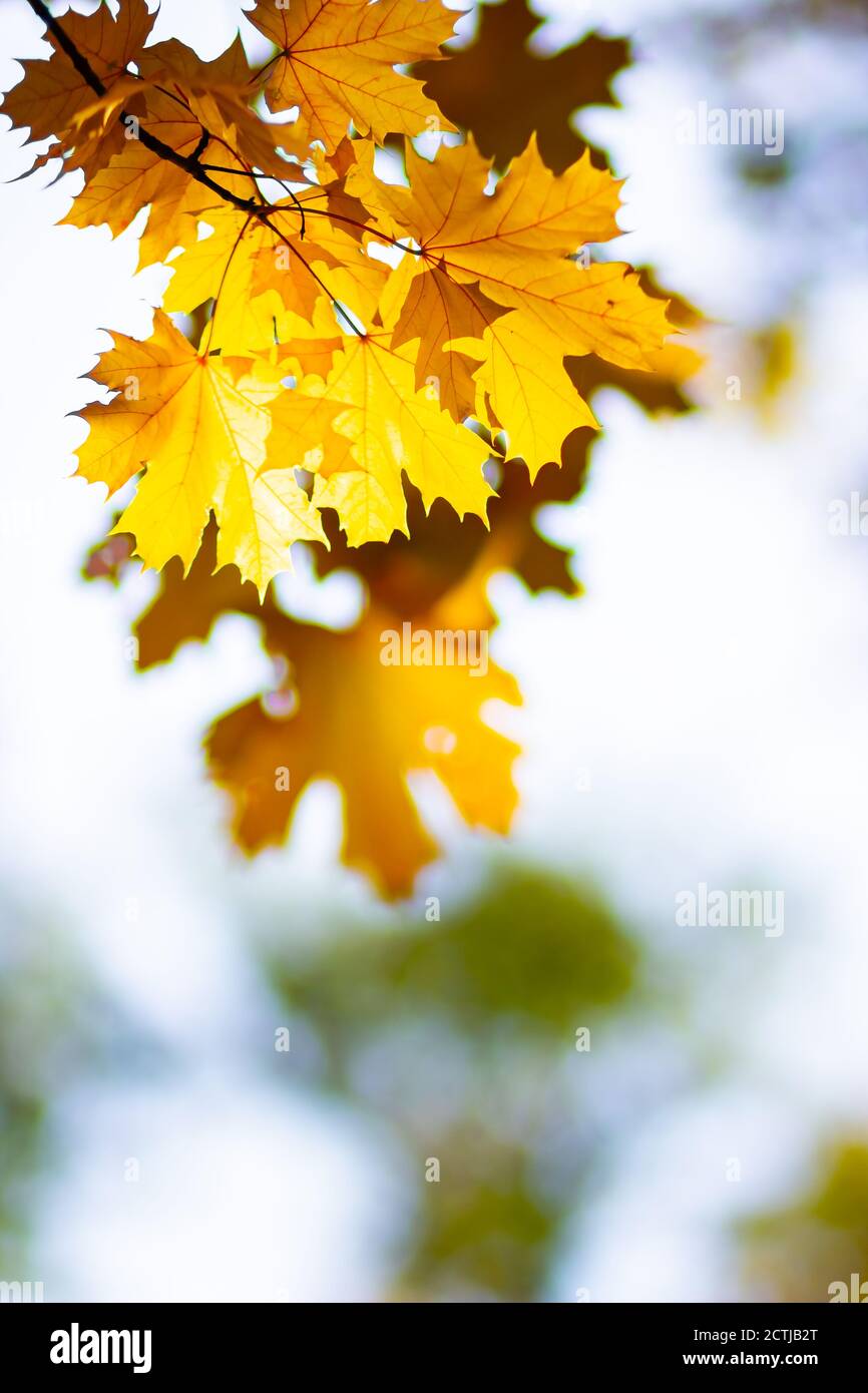 Maple leaves on a blurred background. Autumn background with yellow ...
