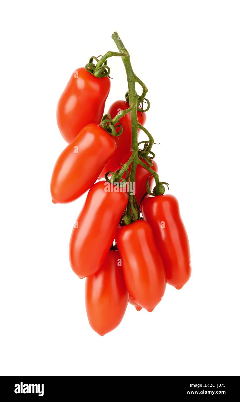 Hanging bunch of red ripe San Marzano tomatoes isolated on white background. Small oval elongated tomatoes on a green branch. Vegetables, vegetarian. Stock Photo