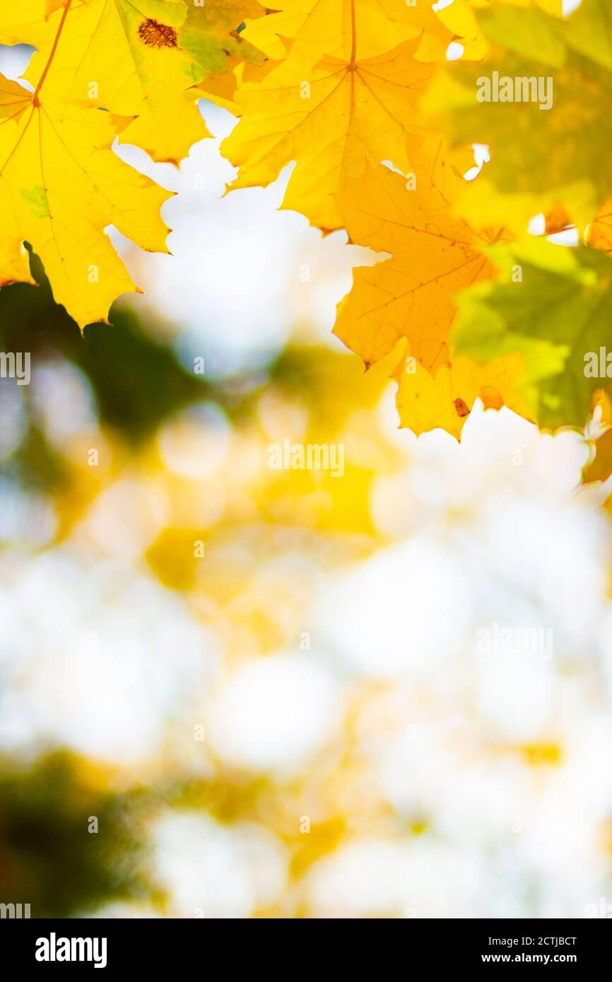Maple leaves on a blurred background. Autumn background with yellow ...