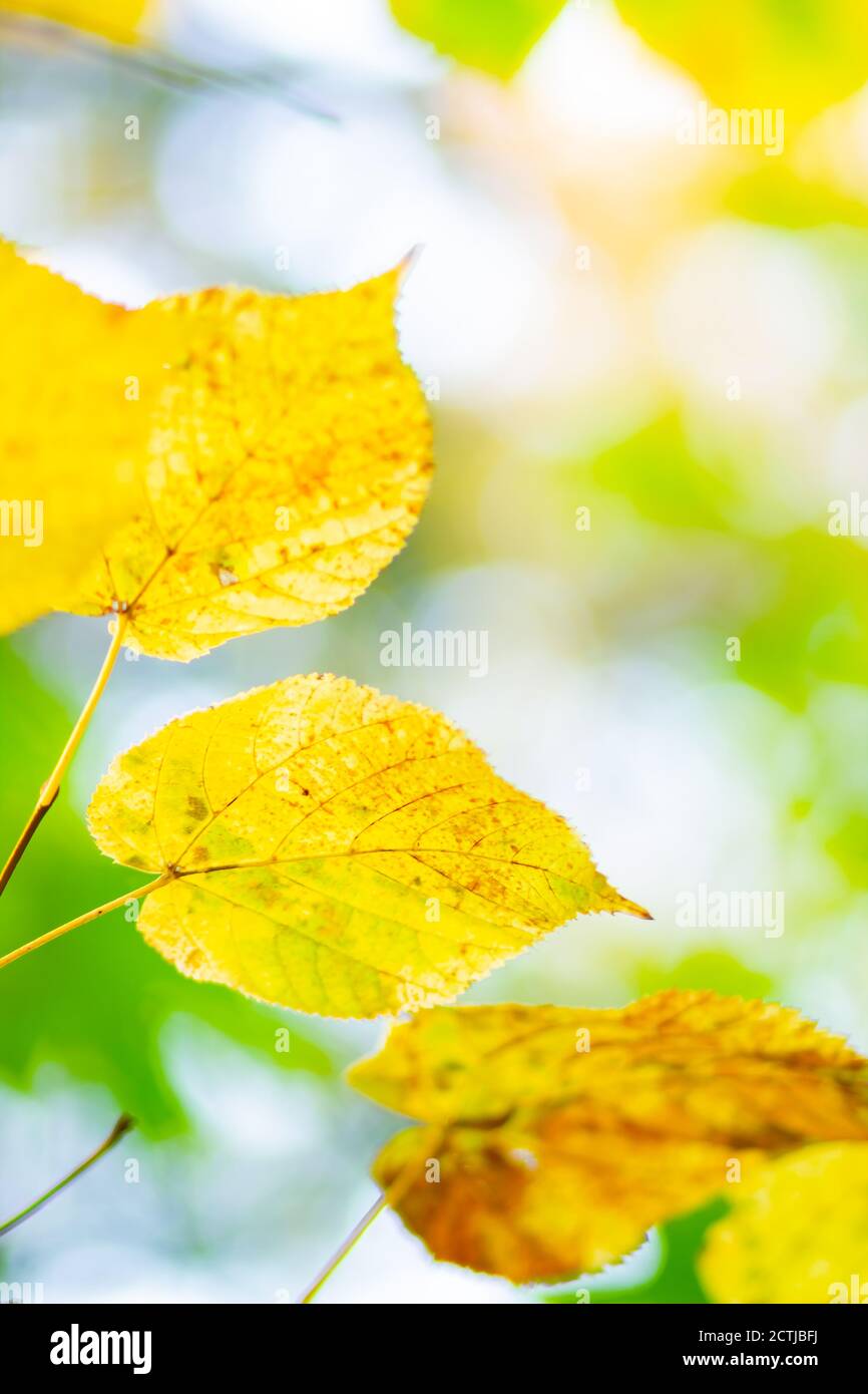 Maple leaves on a blurred background. Autumn background with yellow ...