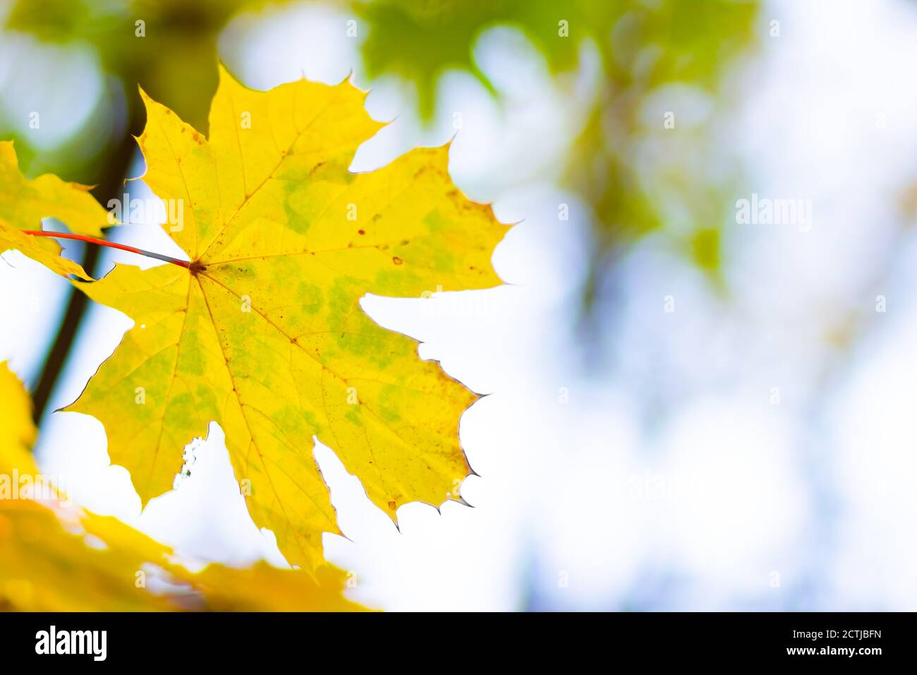 Maple leaves on a blurred background. Autumn background with yellow ...