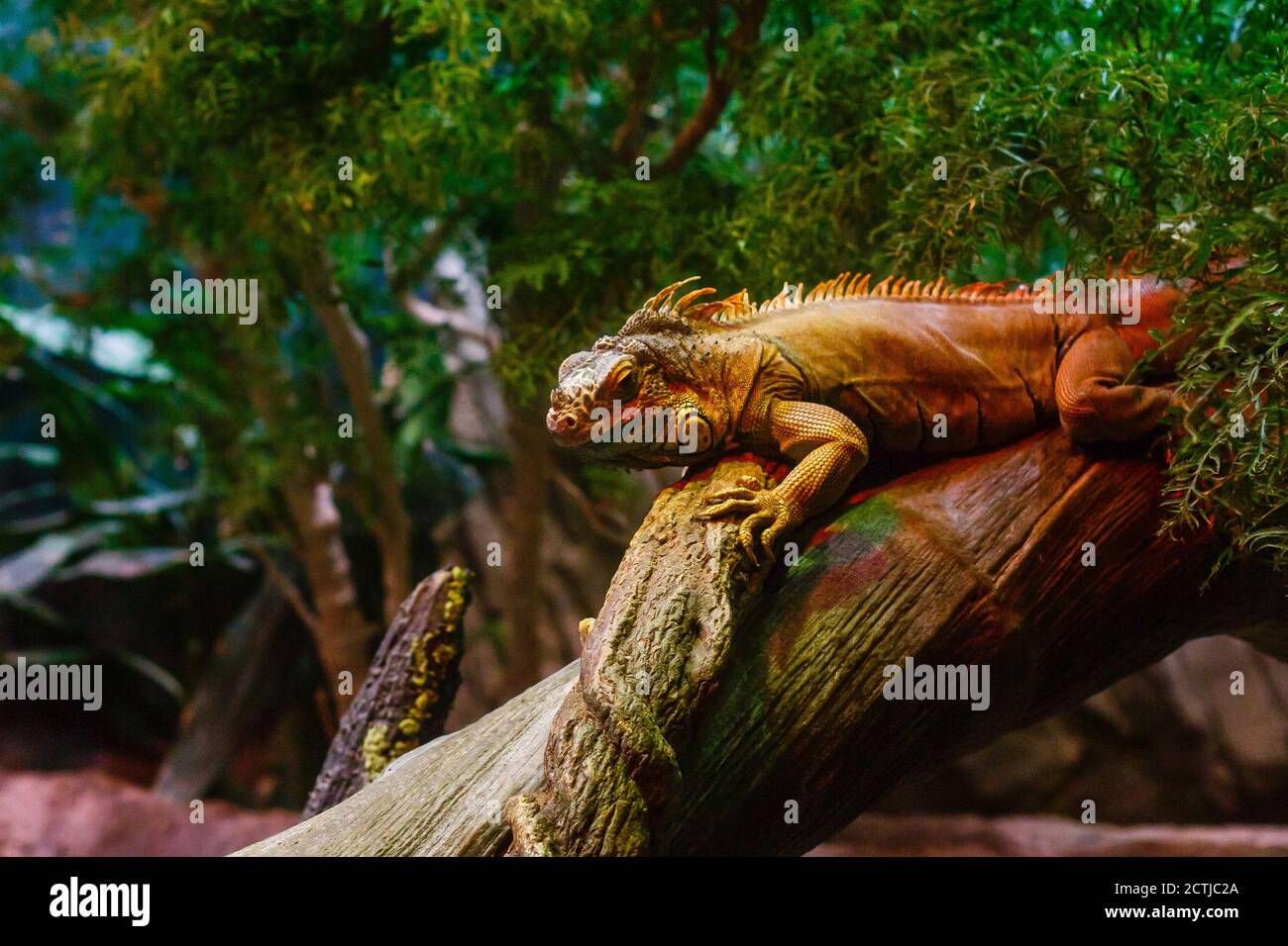 Sleeping dragon - Close-up portrait of a resting orange colored male Green iguana Stock Photo
