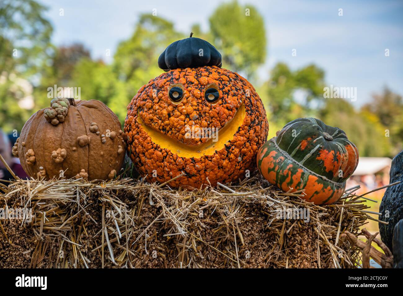 Closeup shot of decorated pumpkins for Halloween Stock Photo - Alamy