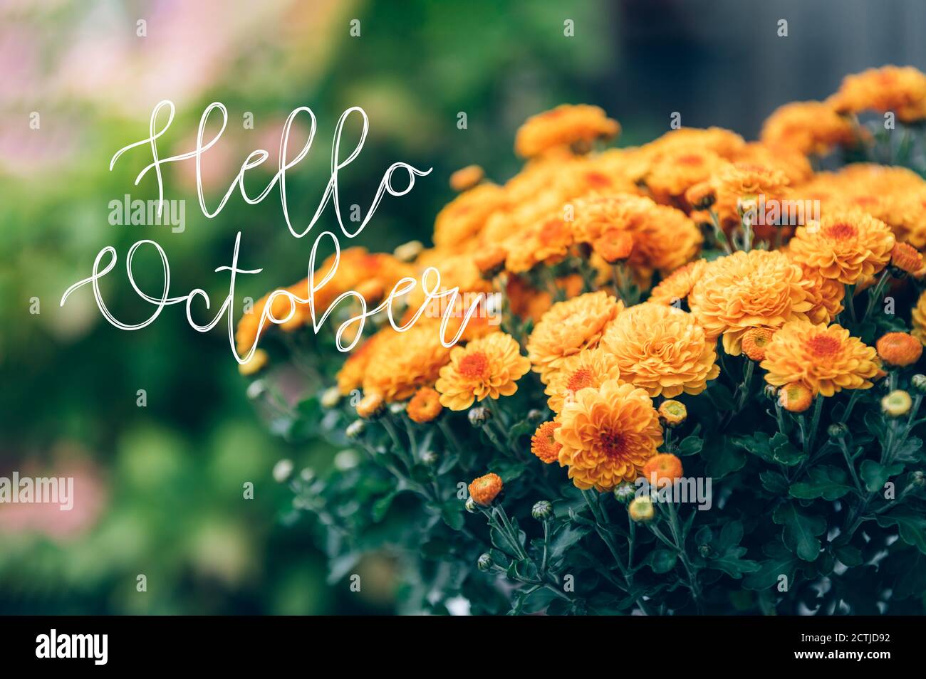 Hello October text and chrysanthemum Stock Photo