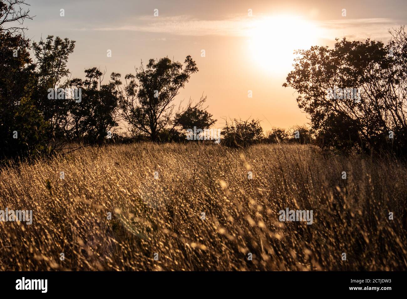Sunset in rural area over the wild lawn with dry grass shining in sun rays and dark trees silhouettes in warm autumn vivid colors Stock Photo