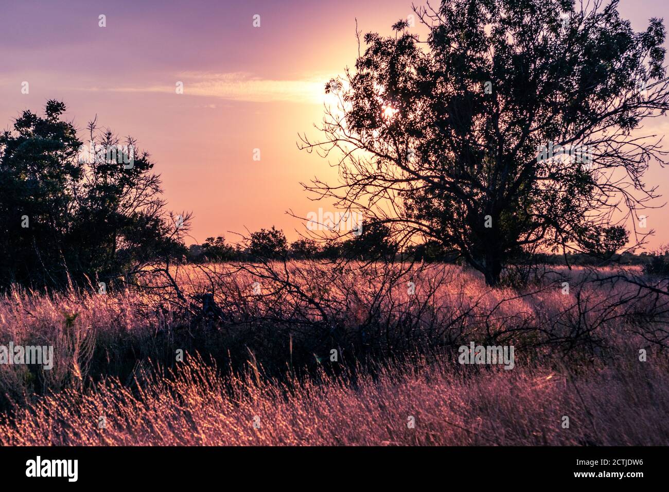 Sunset in rural area over the wild lawn with dry grass shining in sun rays and dark trees silhouette in purple vibrant warm autumnal vivid colors Stock Photo