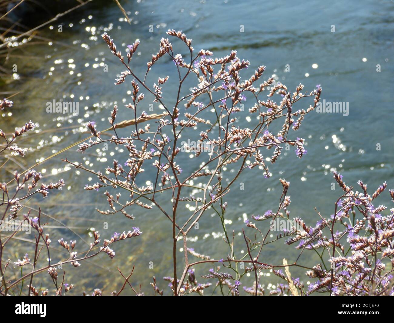 Limonium platyphyllum. Gentle wild flowers. Kermek broadleaf. Beautiful tiny violet flowers sea lavender against  of sparkling  stream water Stock Photo