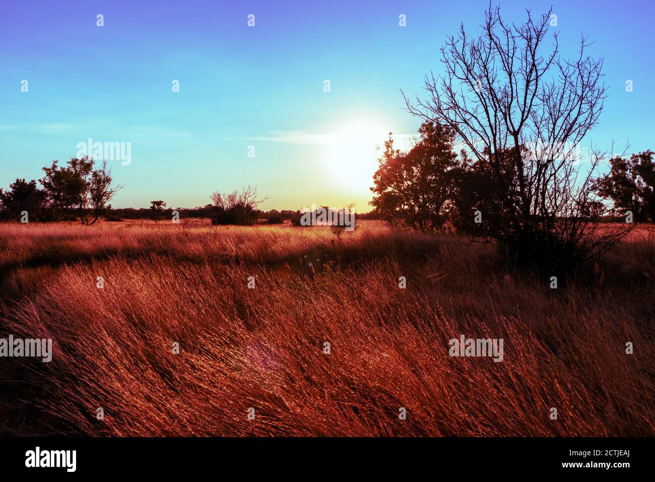 Sunset in rural area over the wild lawn with dry grass shining in sun rays and dark trees silhouettes in red and blue vibrant colors. Color graded Stock Photo