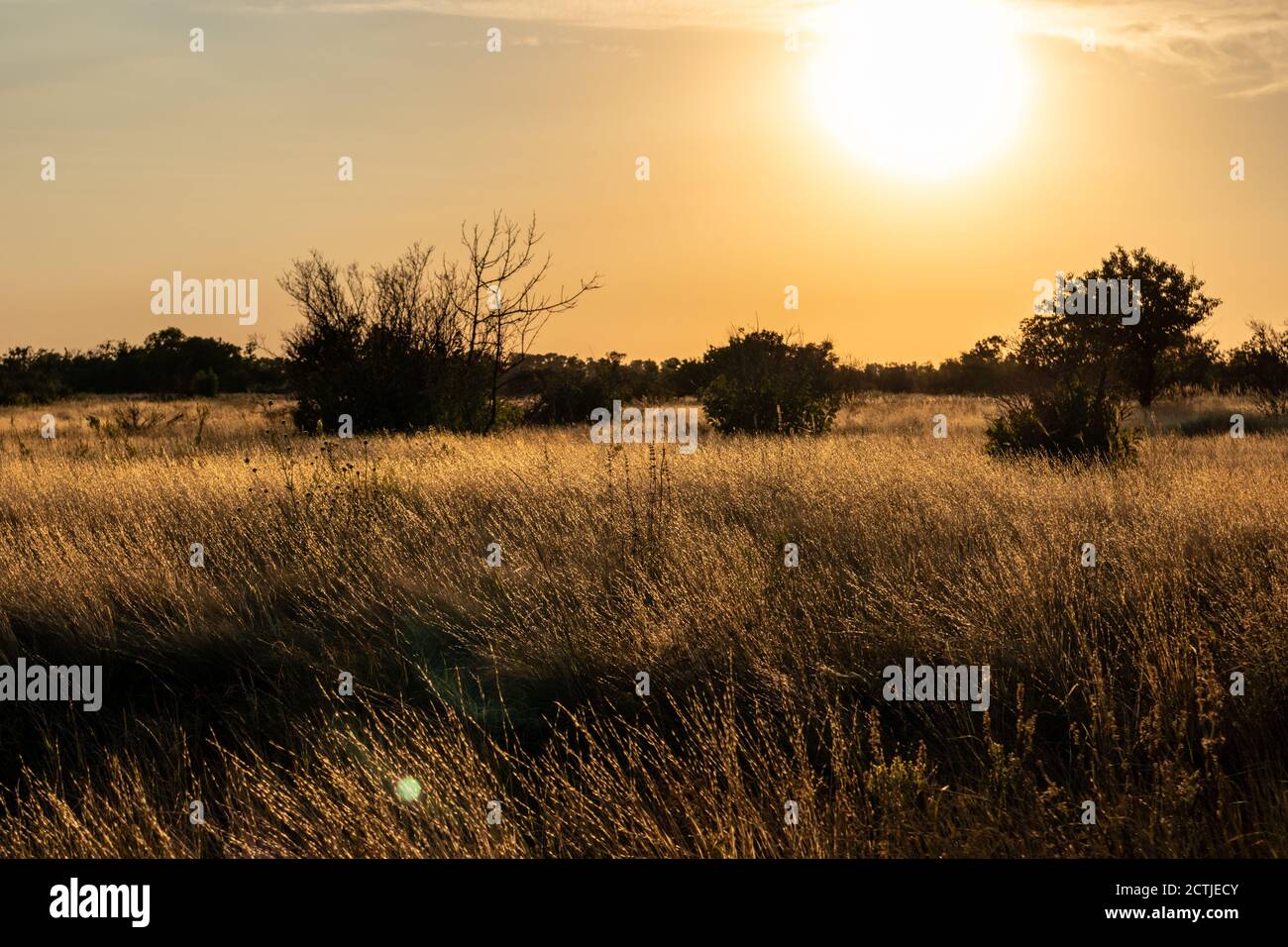 Sun dawn in rural area over the wild lawn with dry grass shining in sun rays and dark trees silhouettes in warm autumn vivid colors Stock Photo