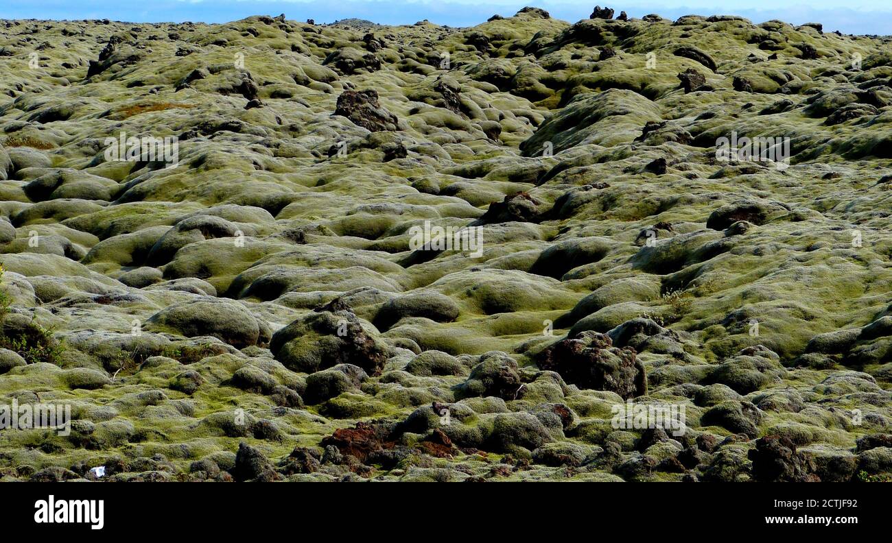 Moss in Iceland. Lava fields. Soft green icelandic moss. Icelandic lung. Icelandic lichen. Iceland moss. Plant Cetraria islandica. Volcanic vegetation Stock Photo