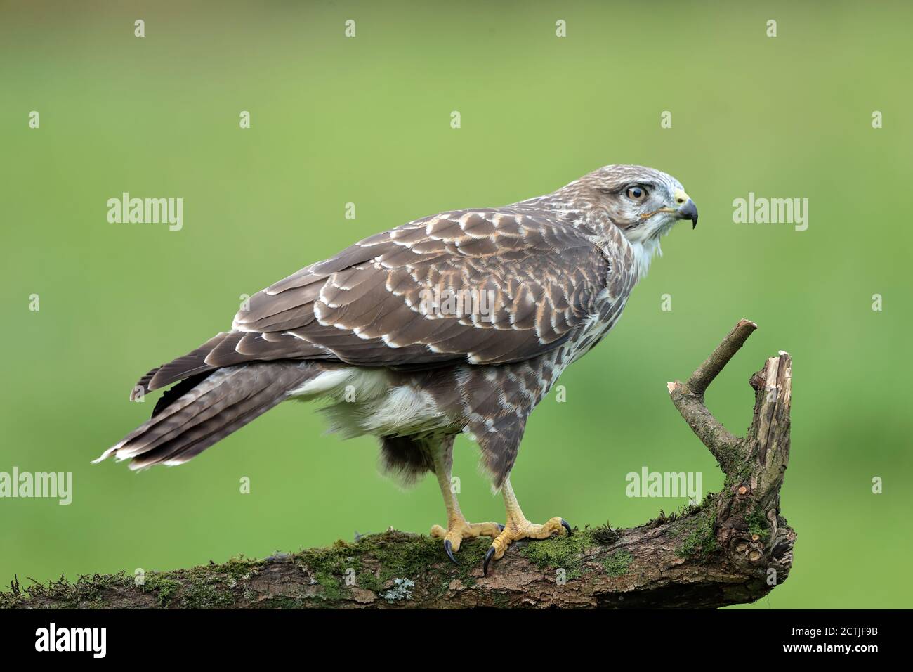 Buzzard head Watercolor – Frits Ahlefeldt – Walking philosopher, image size:1300x956