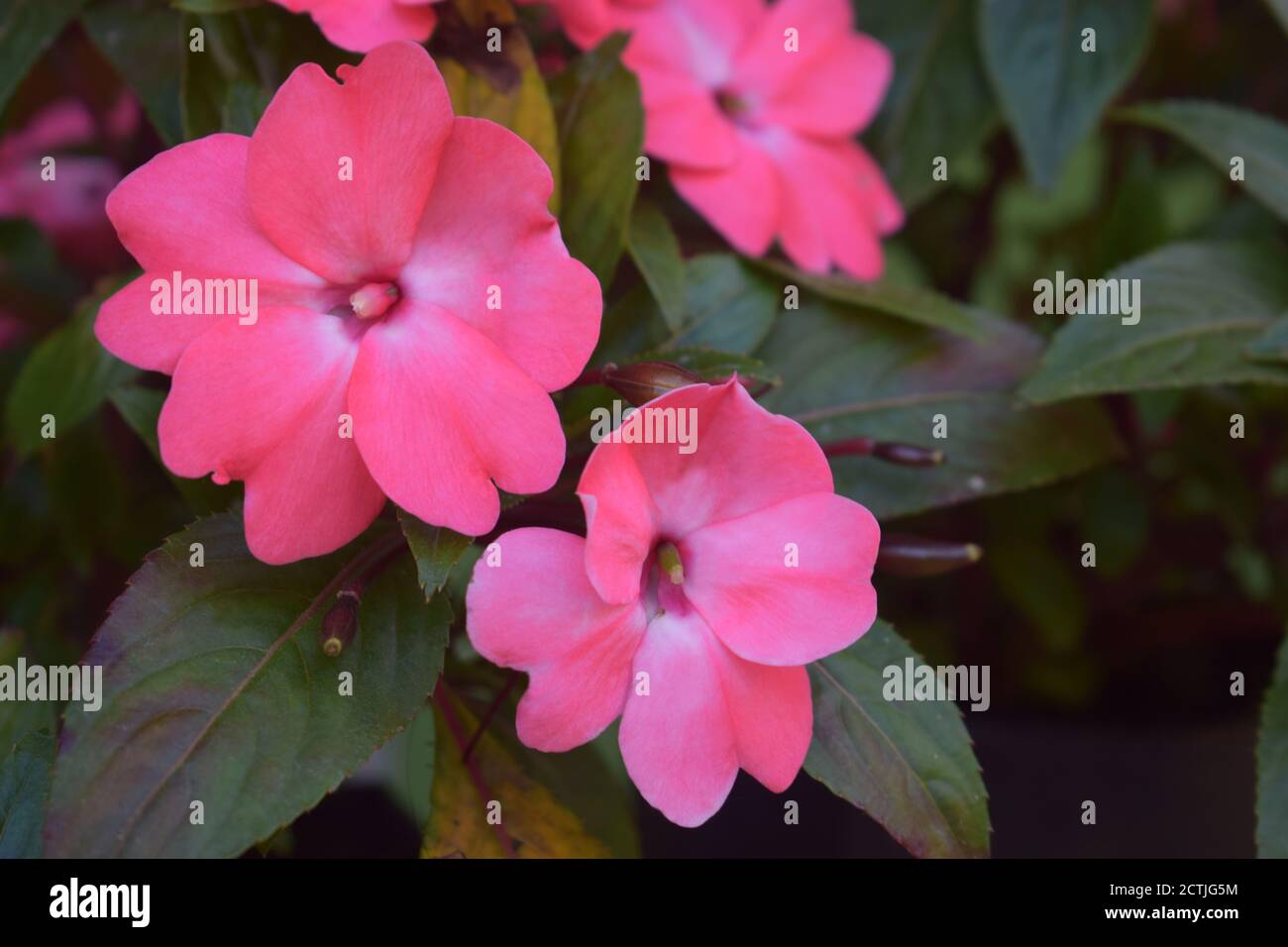 Busy Lizzie Flower Picture taken at Icchegaon, Kalimpong, West Bengal ...