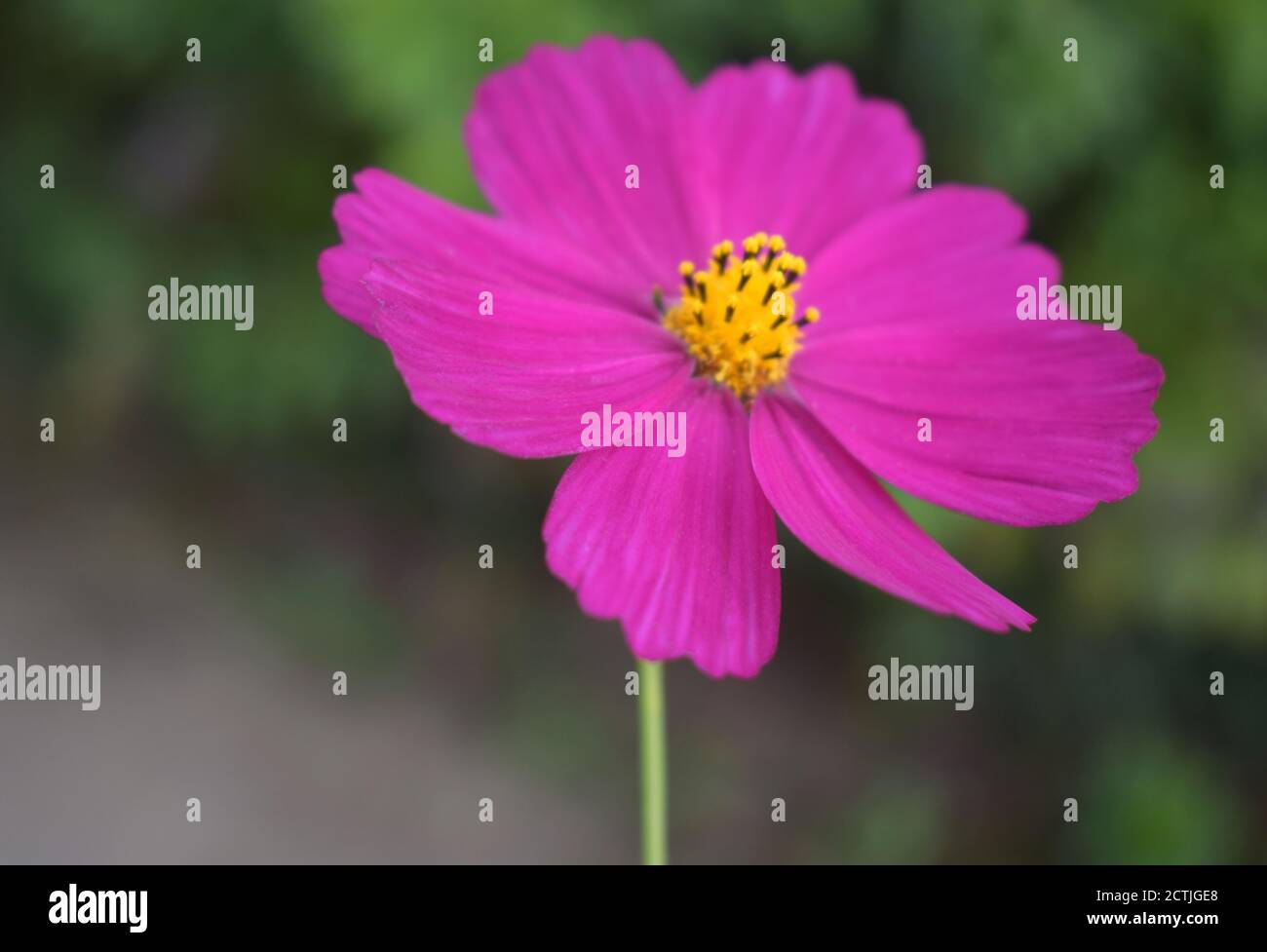 Sikkim flower hi-res stock photography and images - Alamy