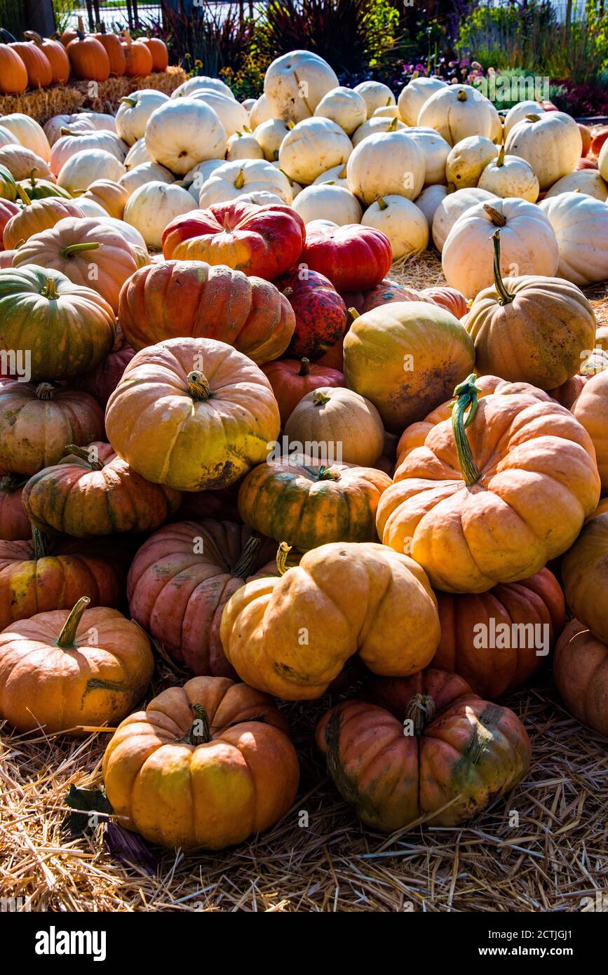 Pumpkin harvest displayed at farmers markets,  The harvest of pumpkins heralds in the Autumn Season and feelings of nostalgia. Stock Photo