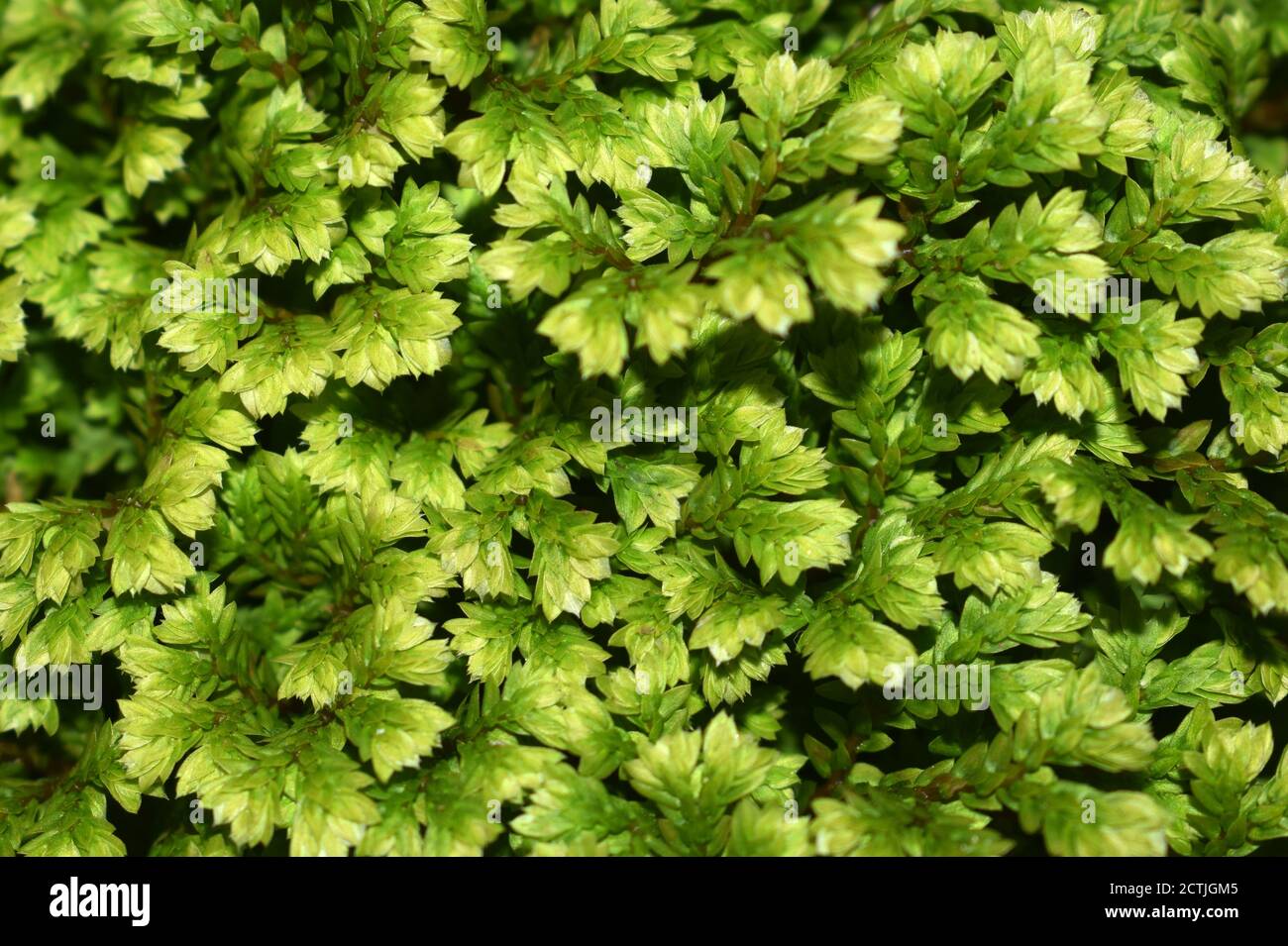 Liverwort Picture taken at Icchegaon, Kalimpong, West Bengal, India Stock Photo