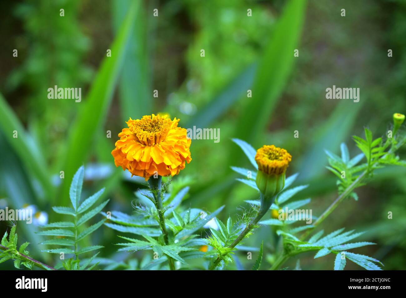 Marigold Flower Picture taken at Mankhim, Sikkim, India Stock Photo