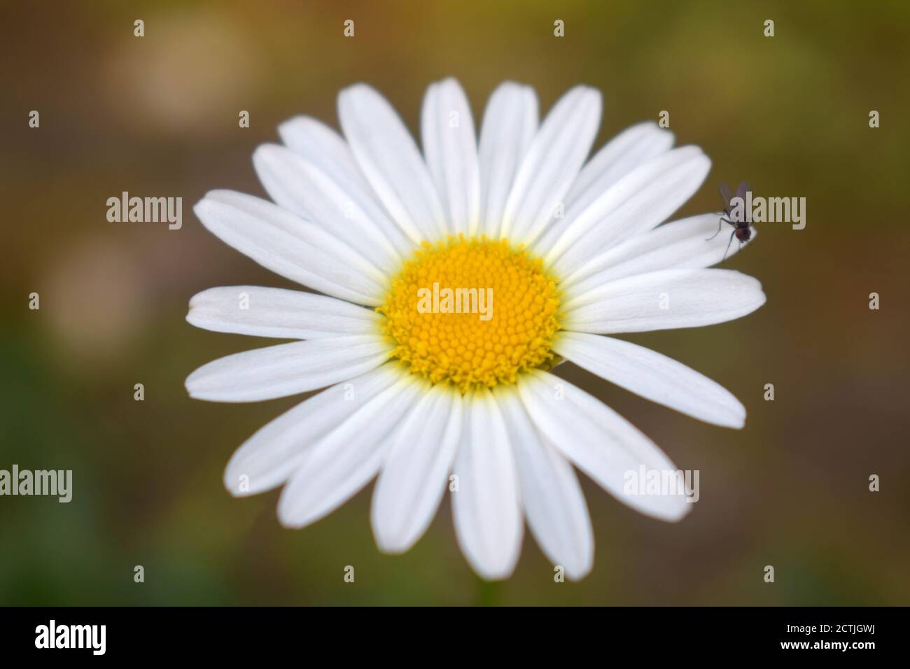 Oxeye Daisy Flower Picture taken at Icchegaon, Kalimpong, West Bengal, India Stock Photo
