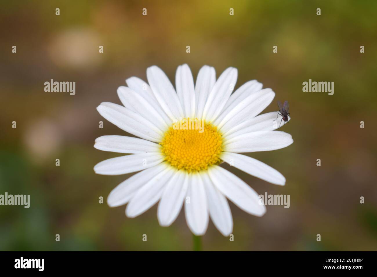 Oxeye Daisy Flower Picture taken at Icchegaon, Kalimpong, West Bengal, India Stock Photo