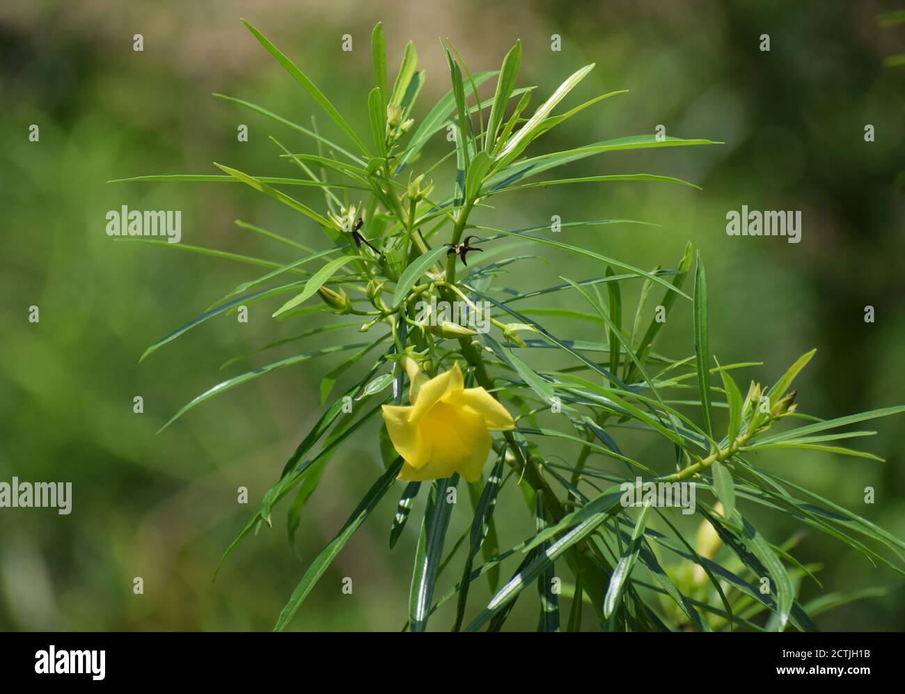 Yellow oleander Flower Picture taken Howrah, West Bengal, India Stock Photo