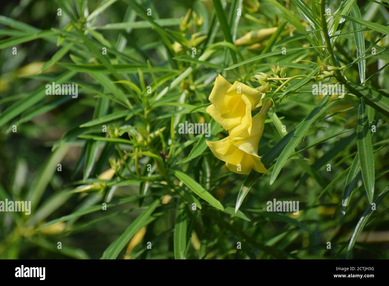 Yellow oleander Flower Picture taken Howrah, West Bengal, India Stock Photo