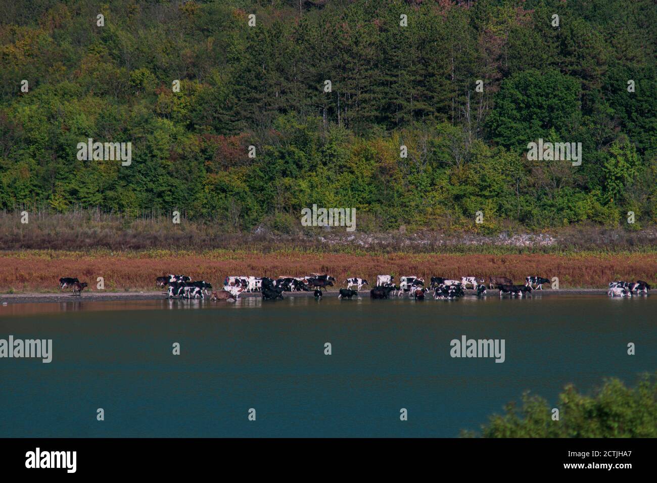 A herd of cows drinking by a lake under a mountain in a sunny day. Concept: Calmness and nature Stock Photo